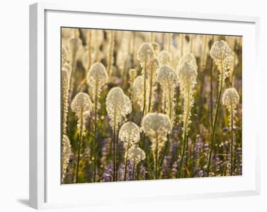 Beargrass and Lupine Backlit on the Slopes at Whitefish Mountain Resort, Whitefish, Montana, USA-Chuck Haney-Framed Photographic Print