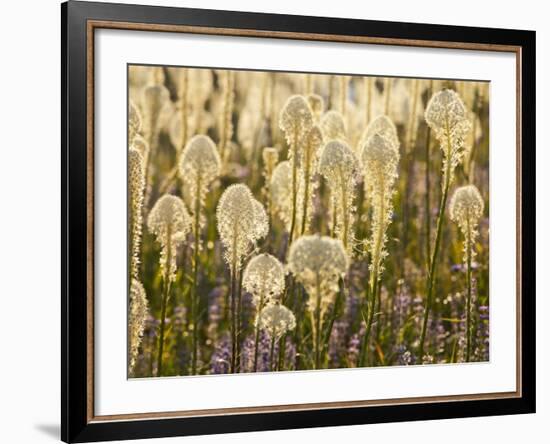 Beargrass and Lupine Backlit on the Slopes at Whitefish Mountain Resort, Whitefish, Montana, USA-Chuck Haney-Framed Photographic Print