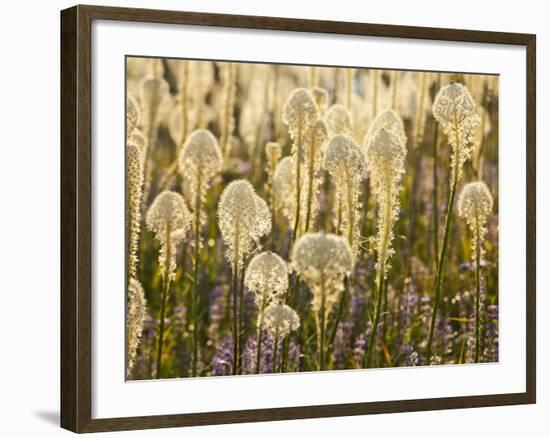 Beargrass and Lupine Backlit on the Slopes at Whitefish Mountain Resort, Whitefish, Montana, USA-Chuck Haney-Framed Photographic Print