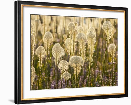 Beargrass and Lupine Backlit on the Slopes at Whitefish Mountain Resort, Whitefish, Montana, USA-Chuck Haney-Framed Photographic Print