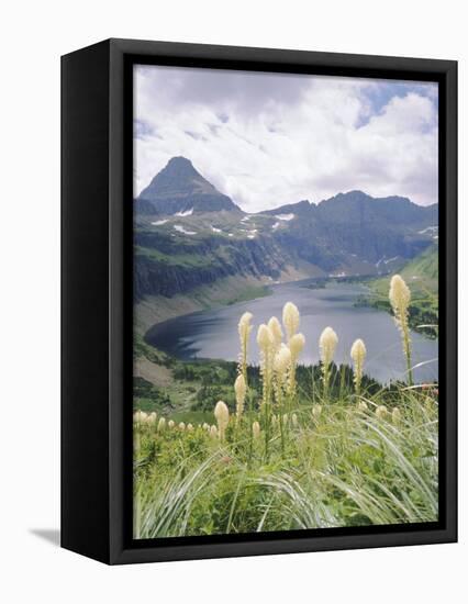 Beargrass, Hidden Lake and Mount Reynolds, Glacier National Park, Montana, USA-Geoff Renner-Framed Premier Image Canvas