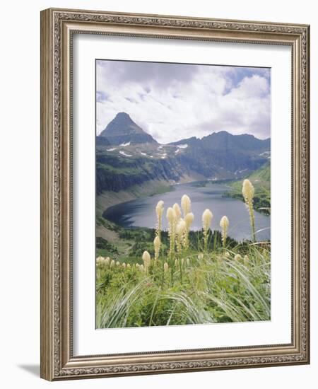 Beargrass, Hidden Lake and Mount Reynolds, Glacier National Park, Montana, USA-Geoff Renner-Framed Photographic Print