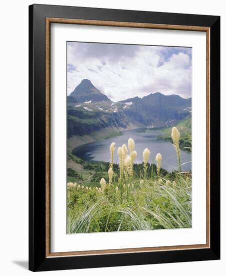 Beargrass, Hidden Lake and Mount Reynolds, Glacier National Park, Montana, USA-Geoff Renner-Framed Photographic Print