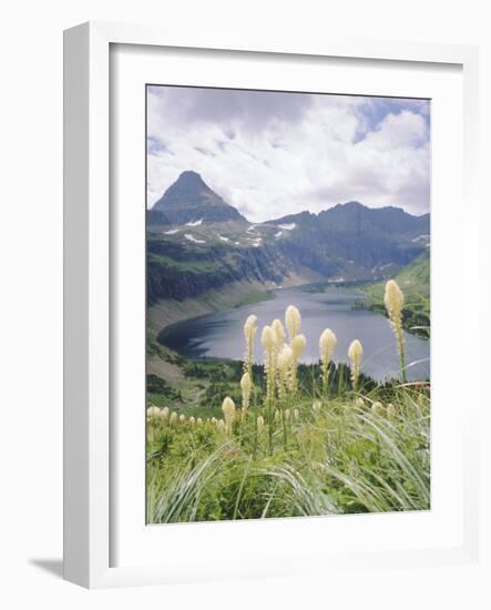 Beargrass, Hidden Lake and Mount Reynolds, Glacier National Park, Montana, USA-Geoff Renner-Framed Photographic Print