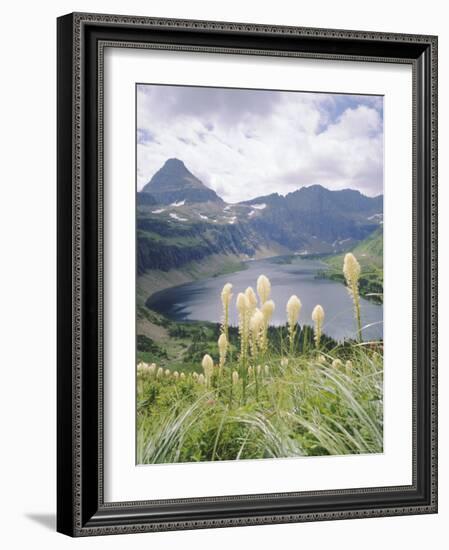 Beargrass, Hidden Lake and Mount Reynolds, Glacier National Park, Montana, USA-Geoff Renner-Framed Photographic Print