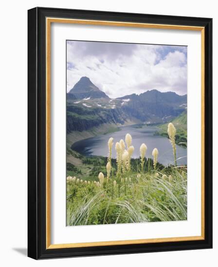 Beargrass, Hidden Lake and Mount Reynolds, Glacier National Park, Montana, USA-Geoff Renner-Framed Photographic Print