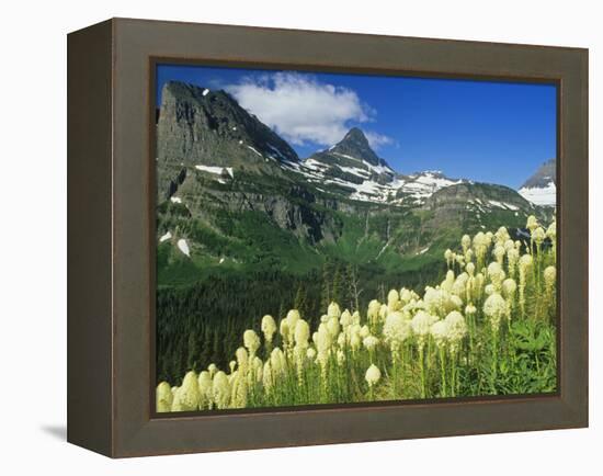 Beargrass Near Logan Pass in Gacier National Park, Montana, Usa-Chuck Haney-Framed Premier Image Canvas