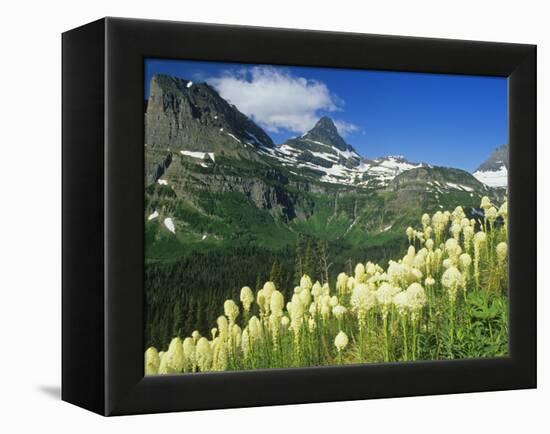 Beargrass Near Logan Pass in Gacier National Park, Montana, Usa-Chuck Haney-Framed Premier Image Canvas