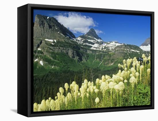 Beargrass Near Logan Pass in Gacier National Park, Montana, Usa-Chuck Haney-Framed Premier Image Canvas