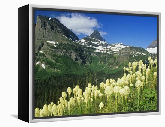 Beargrass Near Logan Pass in Gacier National Park, Montana, Usa-Chuck Haney-Framed Premier Image Canvas