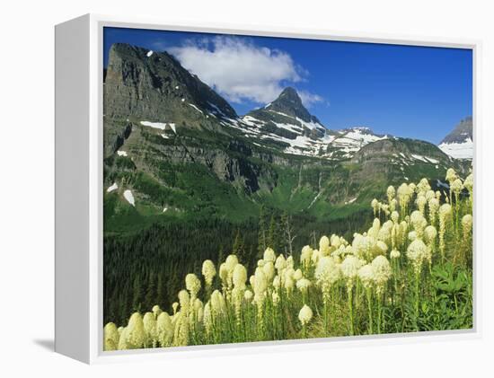 Beargrass Near Logan Pass in Gacier National Park, Montana, Usa-Chuck Haney-Framed Premier Image Canvas