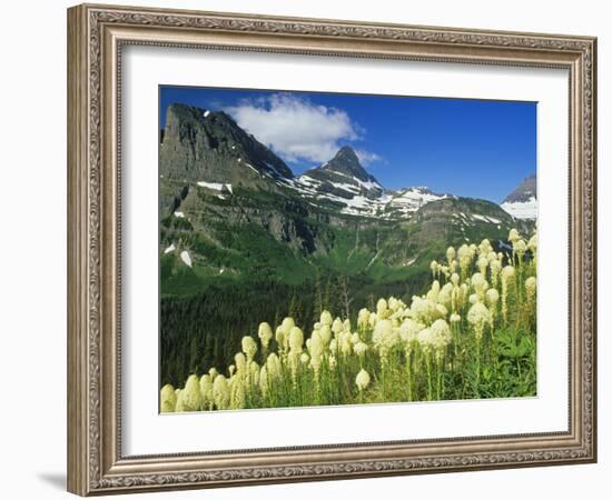 Beargrass Near Logan Pass in Gacier National Park, Montana, Usa-Chuck Haney-Framed Photographic Print