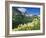 Beargrass Near Logan Pass in Gacier National Park, Montana, Usa-Chuck Haney-Framed Photographic Print