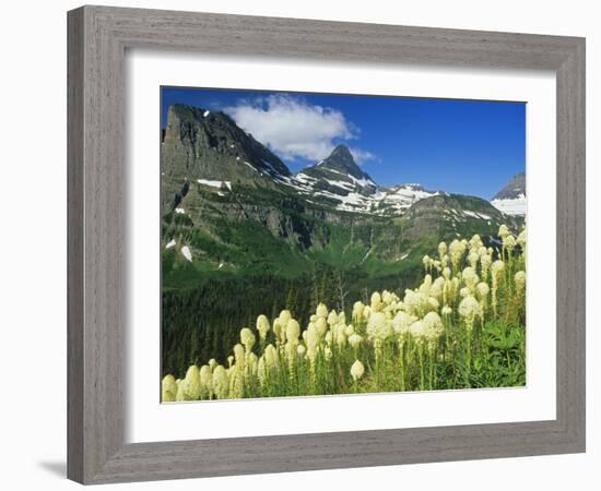 Beargrass Near Logan Pass in Gacier National Park, Montana, Usa-Chuck Haney-Framed Photographic Print