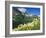 Beargrass Near Logan Pass in Gacier National Park, Montana, Usa-Chuck Haney-Framed Photographic Print