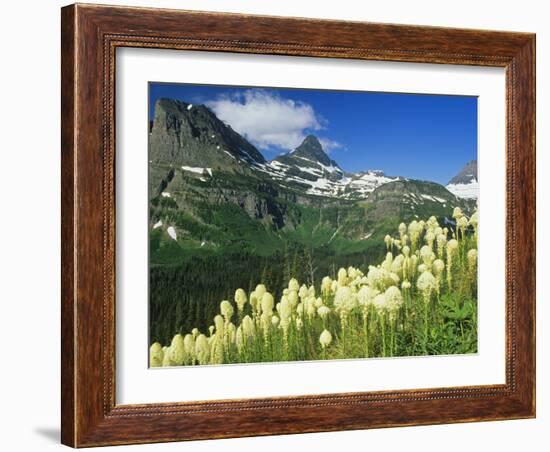 Beargrass Near Logan Pass in Gacier National Park, Montana, Usa-Chuck Haney-Framed Photographic Print