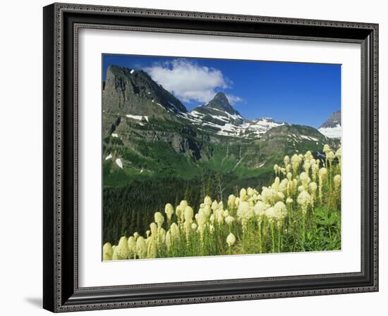 Beargrass Near Logan Pass in Gacier National Park, Montana, Usa-Chuck Haney-Framed Photographic Print