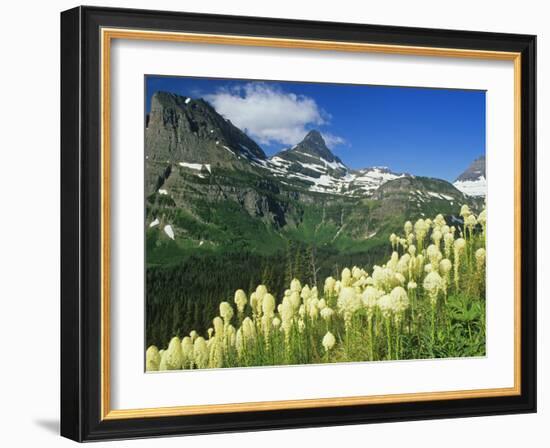 Beargrass Near Logan Pass in Gacier National Park, Montana, Usa-Chuck Haney-Framed Photographic Print