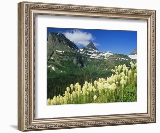 Beargrass Near Logan Pass in Gacier National Park, Montana, Usa-Chuck Haney-Framed Photographic Print