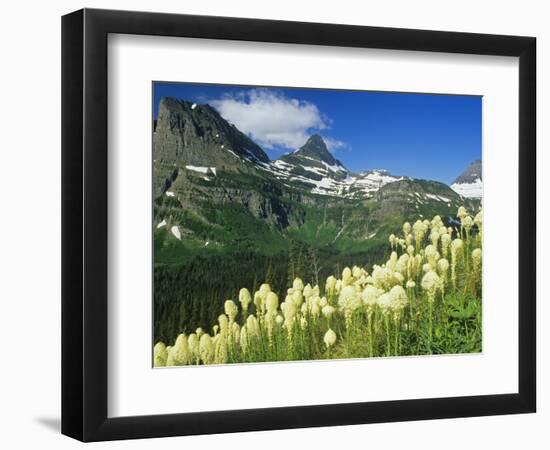 Beargrass Near Logan Pass in Gacier National Park, Montana, Usa-Chuck Haney-Framed Photographic Print