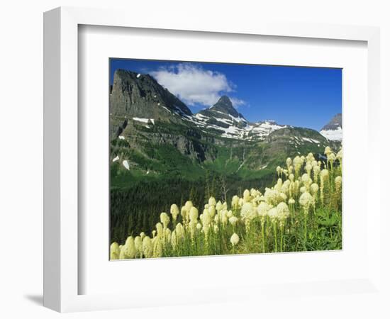 Beargrass Near Logan Pass in Gacier National Park, Montana, Usa-Chuck Haney-Framed Photographic Print