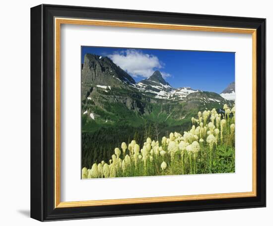 Beargrass Near Logan Pass in Gacier National Park, Montana, Usa-Chuck Haney-Framed Photographic Print