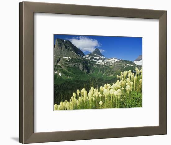 Beargrass Near Logan Pass in Gacier National Park, Montana, Usa-Chuck Haney-Framed Photographic Print