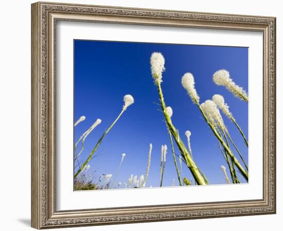 Beargrass on the Slopes at Whitefish Mountain Resort, Whitefish, Montana, USA-Chuck Haney-Framed Photographic Print