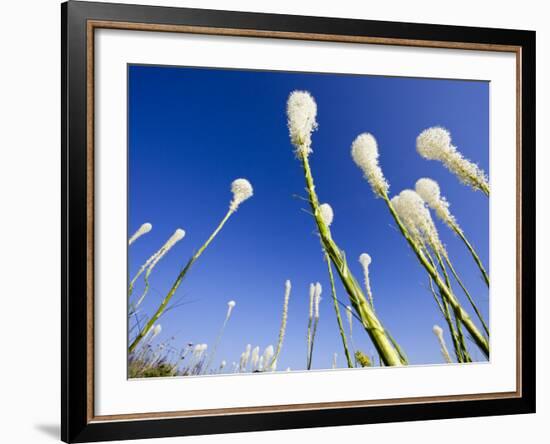 Beargrass on the Slopes at Whitefish Mountain Resort, Whitefish, Montana, USA-Chuck Haney-Framed Photographic Print