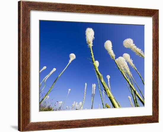 Beargrass on the Slopes at Whitefish Mountain Resort, Whitefish, Montana, USA-Chuck Haney-Framed Photographic Print