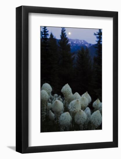 Beargrass under a Full Moon. Swan Range, Montana-Steven Gnam-Framed Photographic Print