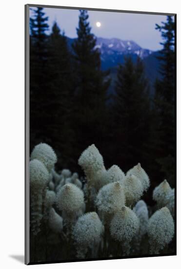 Beargrass under a Full Moon. Swan Range, Montana-Steven Gnam-Mounted Photographic Print