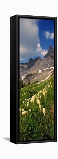 Beargrass (Xerophyllum Tenax) with Mountains in the Background, Us Glacier National Park-null-Framed Stretched Canvas