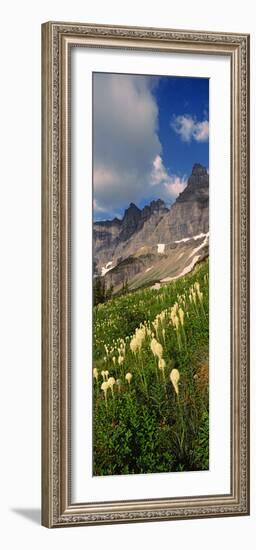 Beargrass (Xerophyllum Tenax) with Mountains in the Background, Us Glacier National Park-null-Framed Photographic Print