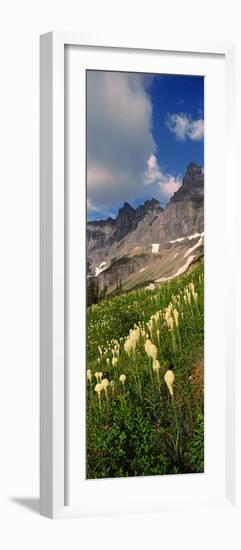 Beargrass (Xerophyllum Tenax) with Mountains in the Background, Us Glacier National Park-null-Framed Photographic Print