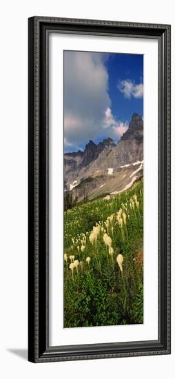 Beargrass (Xerophyllum Tenax) with Mountains in the Background, Us Glacier National Park-null-Framed Photographic Print