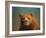 Bearish-James W. Johnson-Framed Giclee Print