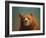 Bearish-James W. Johnson-Framed Giclee Print