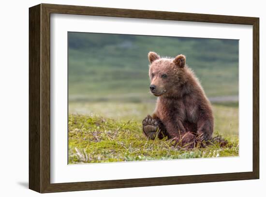 Bearly Awake (Brown Bear Cub)-Art Wolfe-Framed Giclee Print