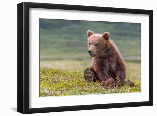 Bearly Awake (Brown Bear Cub)-Art Wolfe-Framed Giclee Print