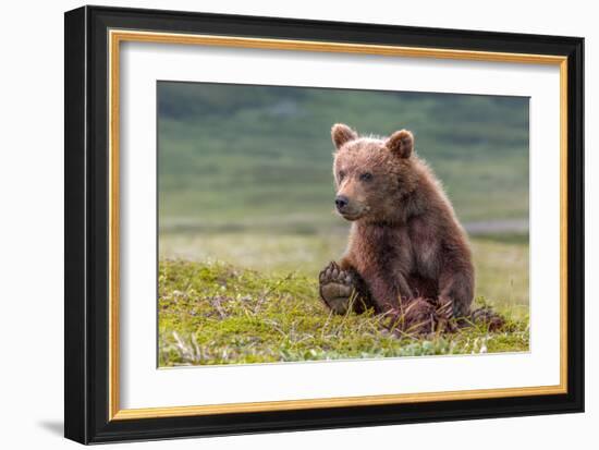 Bearly Awake (Brown Bear Cub)-Art Wolfe-Framed Giclee Print