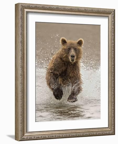 Bears at Play II-PHBurchett-Framed Art Print