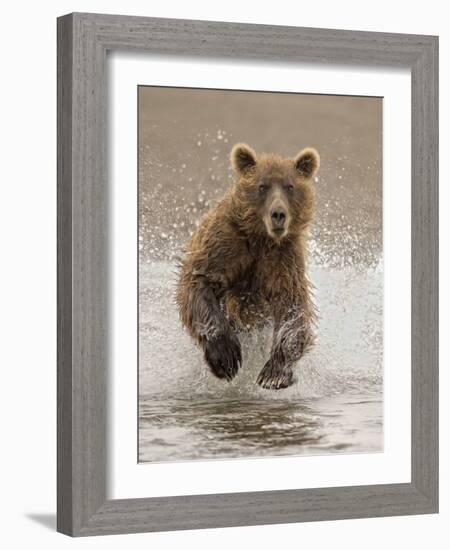 Bears at Play II-PHBurchett-Framed Art Print