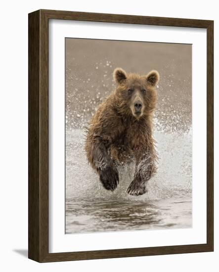 Bears at Play II-PHBurchett-Framed Art Print