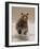 Bears at Play II-PHBurchett-Framed Art Print