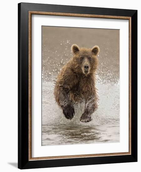 Bears at Play II-PHBurchett-Framed Art Print