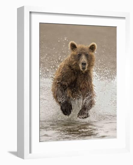 Bears at Play II-PHBurchett-Framed Art Print