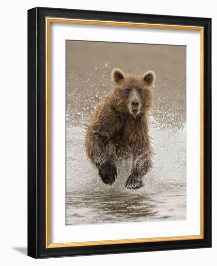 Bears at Play II-PHBurchett-Framed Art Print