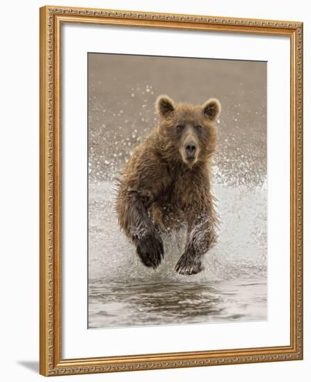 Bears at Play II-PHBurchett-Framed Art Print