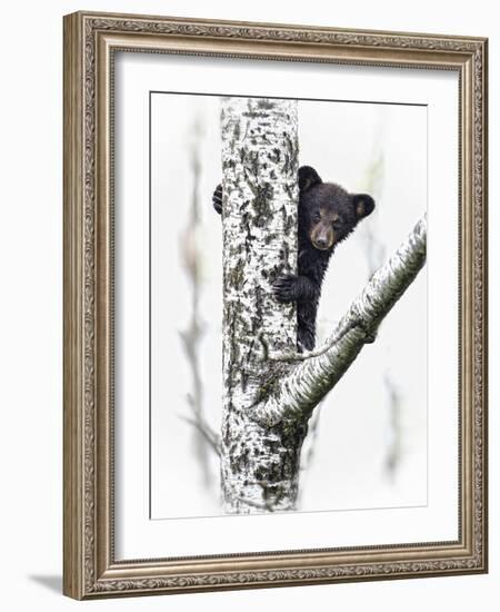 Bears at Play V-PHBurchett-Framed Art Print